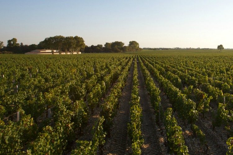 Chateau Mouton Rothschild - Bordeaux