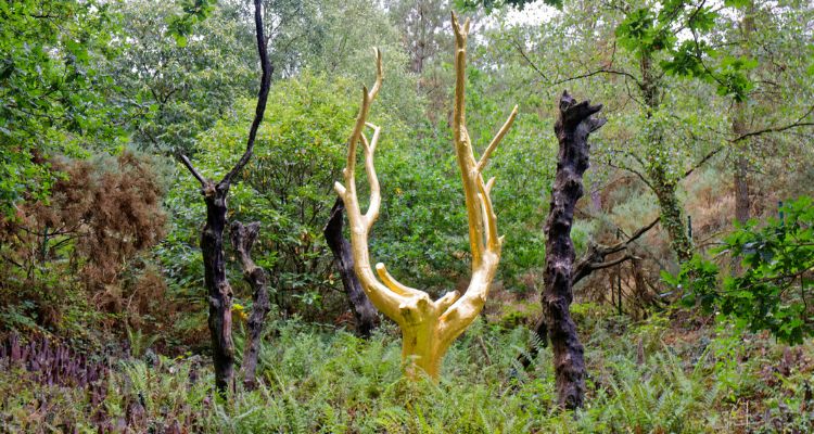 Fôret de Brocéliande