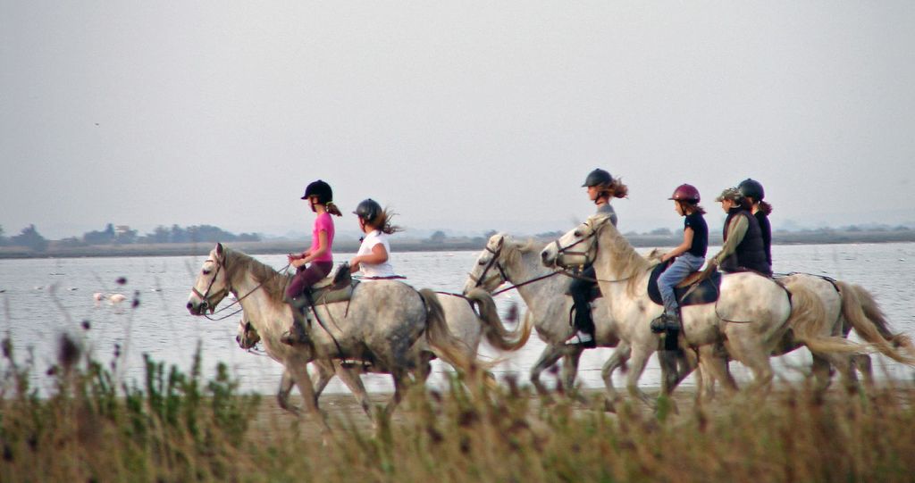 Camargue horses - Villas in France - Oliver's Travels