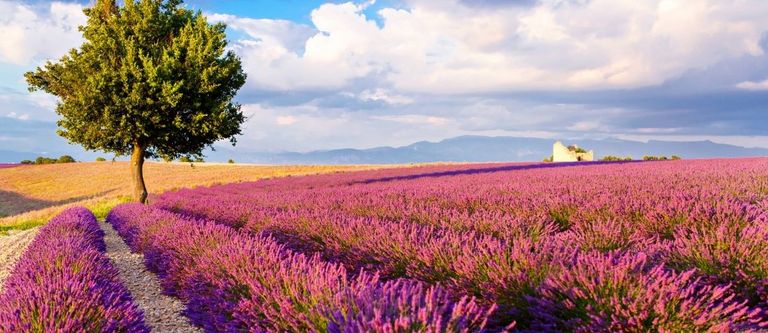 Summer in Provence hero