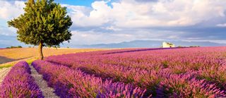 Summer in Provence hero