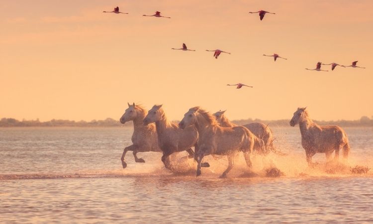 Camargue Nature Reserve