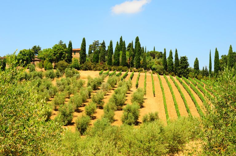 Top 10 Holiday Villas For Wine Tasting