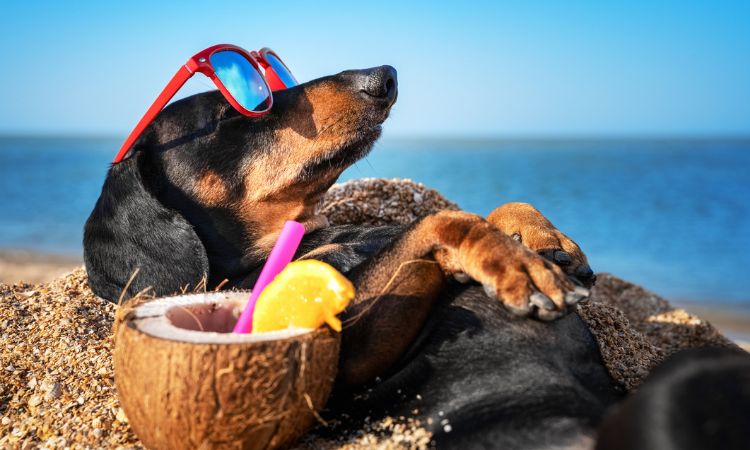 Pet friendly holidays