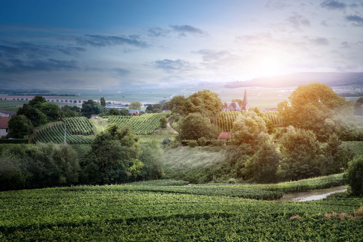 Vineyard landscape, Montagne de Reims, France | authentic champagne