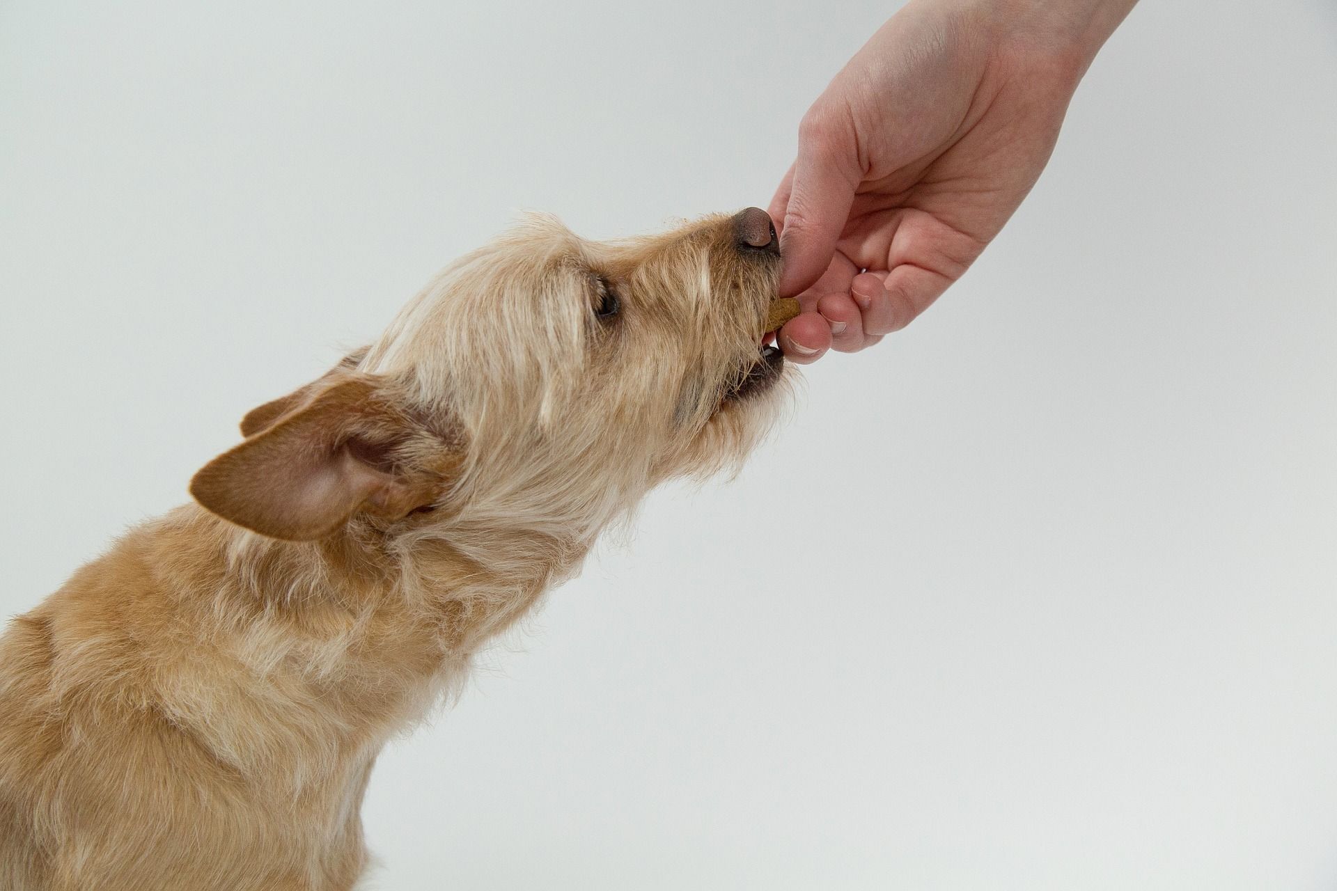 Treats