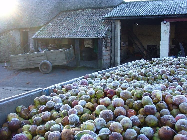 Perry’s Cider - Somerset