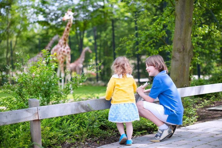 Happy laughing boy and his toddler sister cute little girl with curly hair wearing a dress having fun together in a zoo watching giraffes and other animals on a day trip during summer vacation | best things to do with kids in Loire Valley