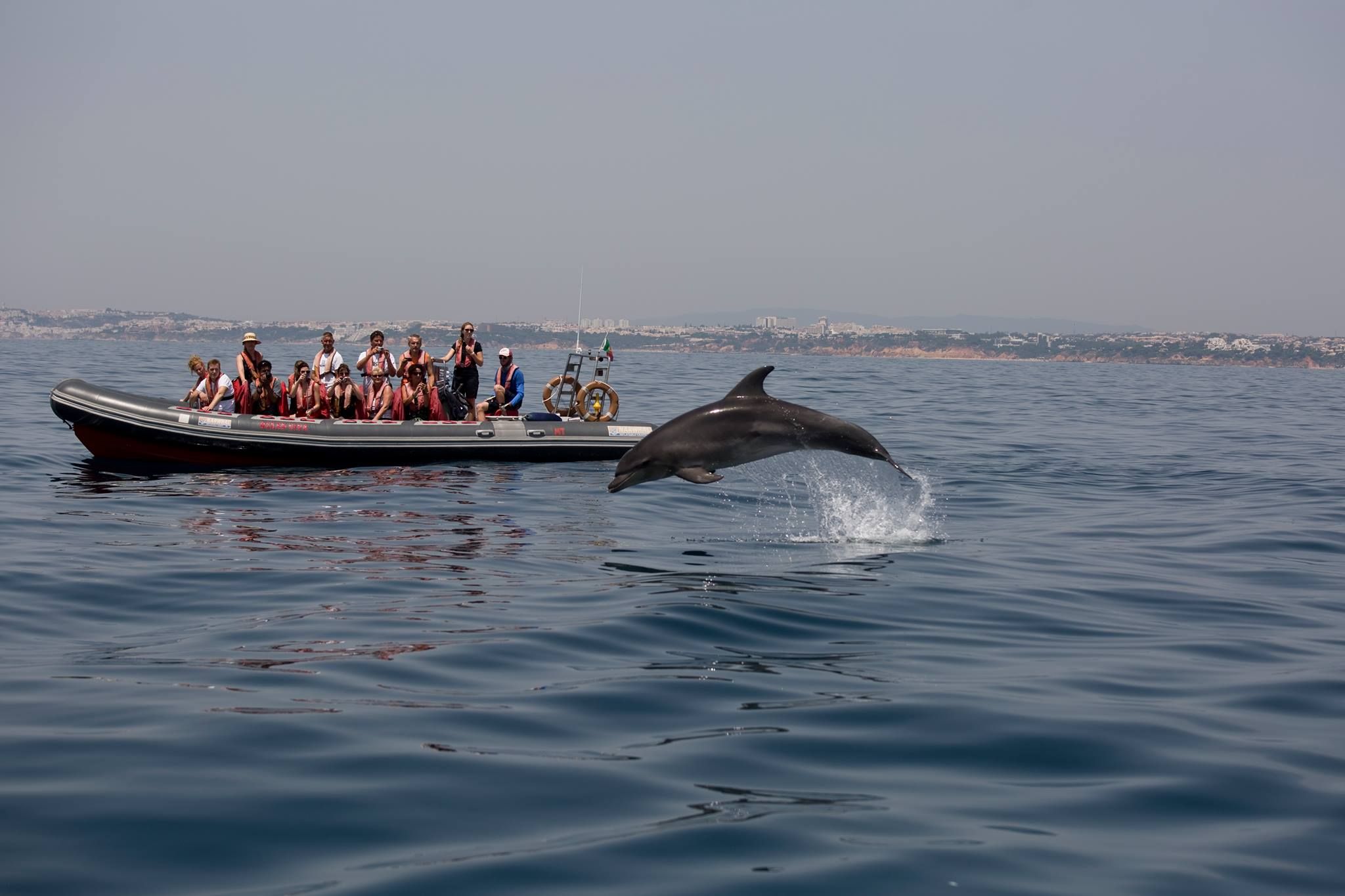 Dolphins Driven- Algarve