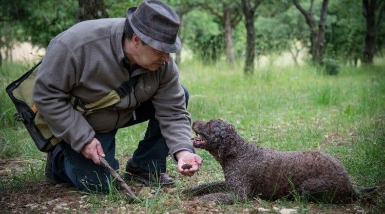 Truffle hunting - Burgundy