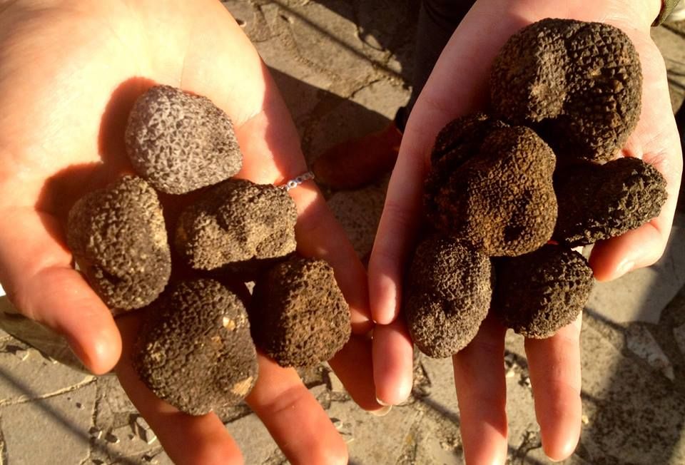 Truffle Tour with Les Pastras - Provence