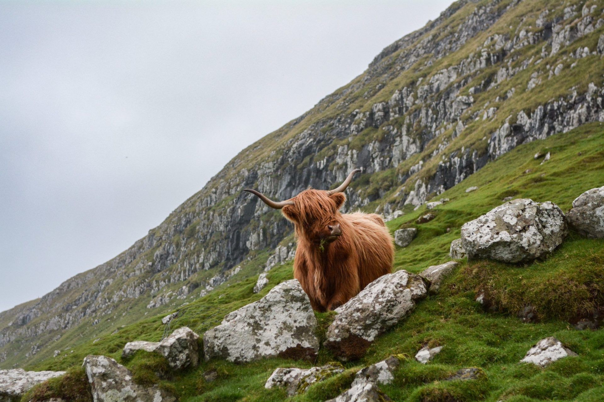 highland cow in the hills - Scotland travel guide