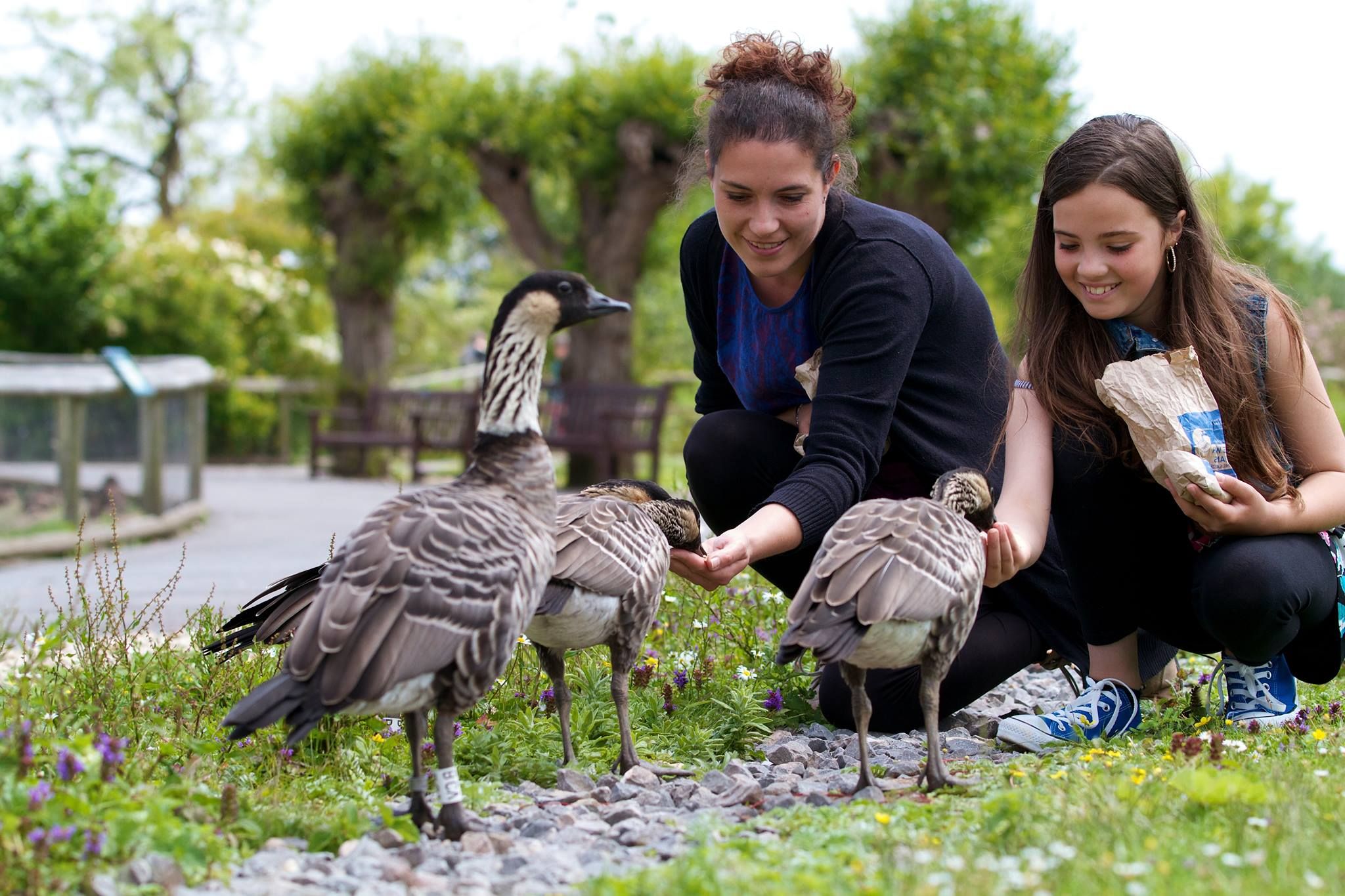 Slimbridge Wetland Centre - Cotswolds