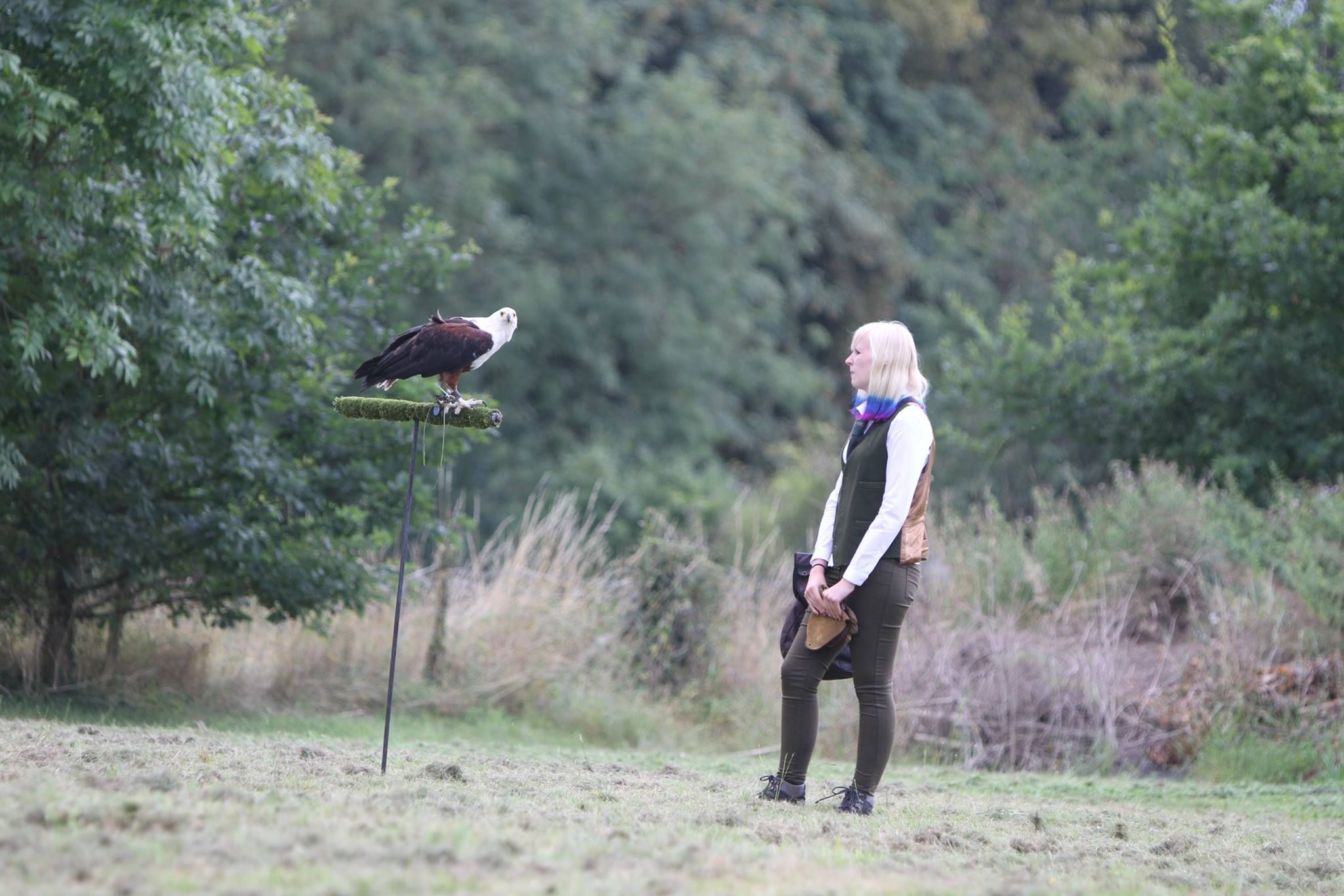 The Falconry Centre - Midlands