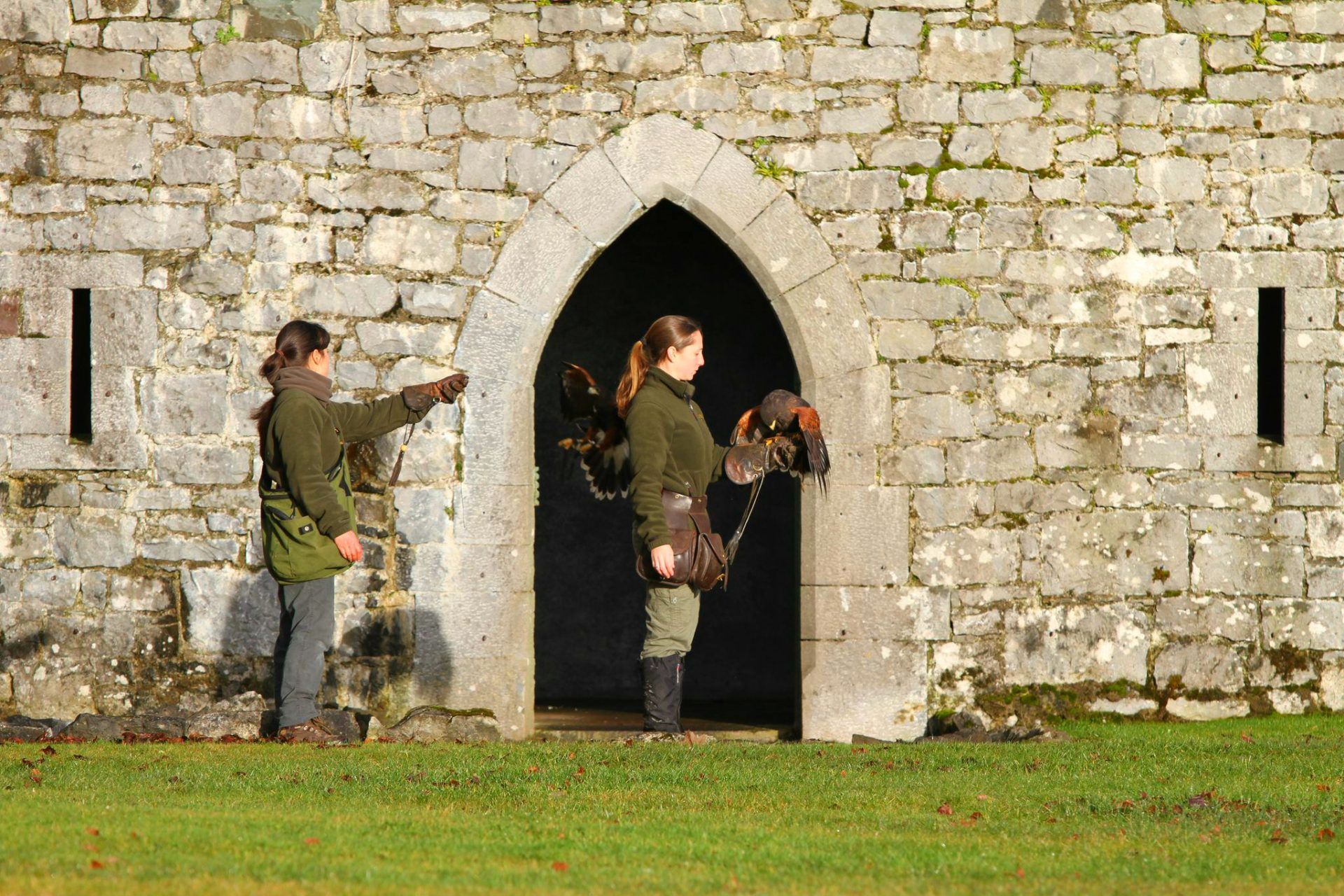 Ireland's School of Falconry - Ireland