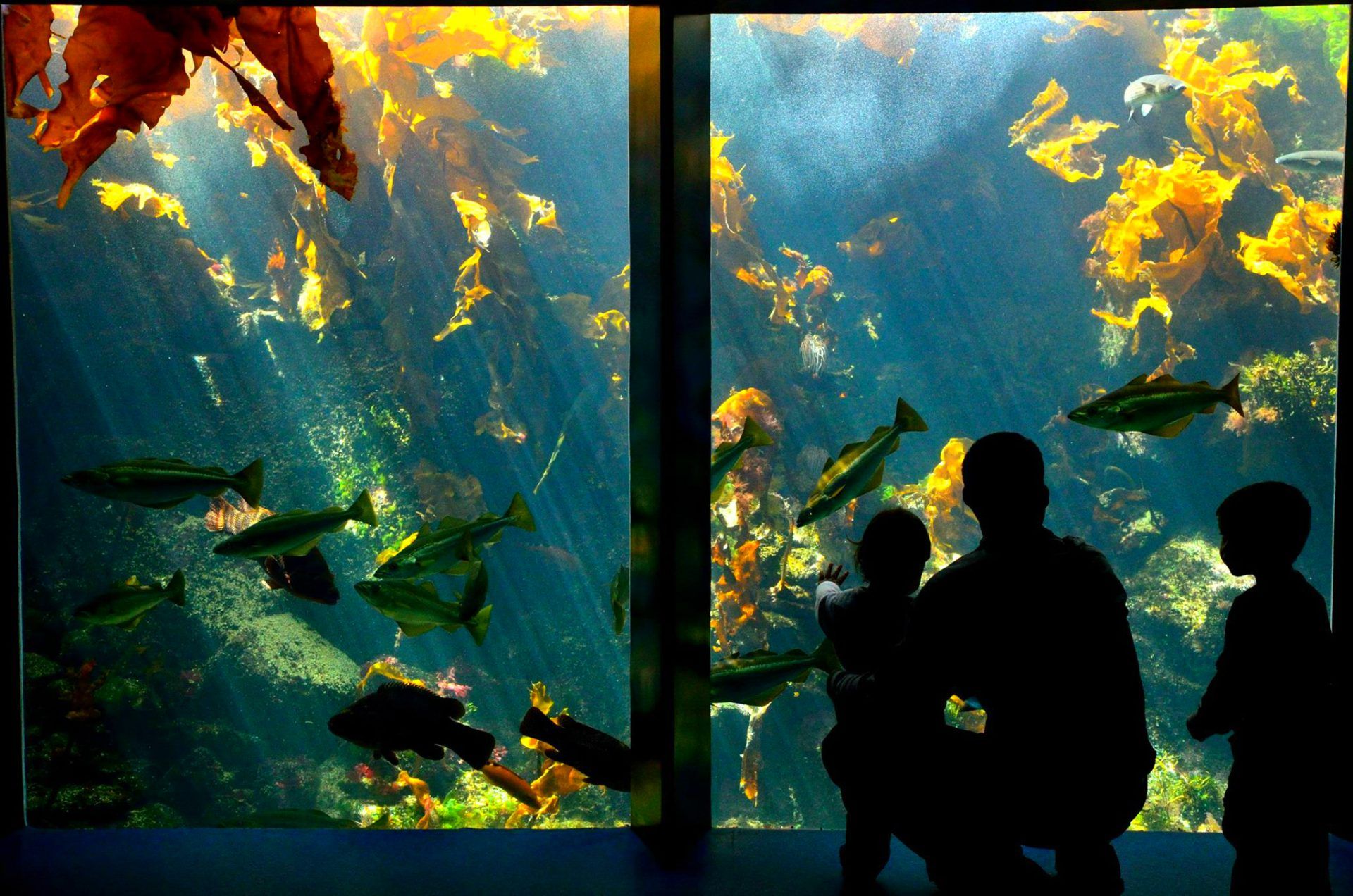 Océanopolis Aquarium