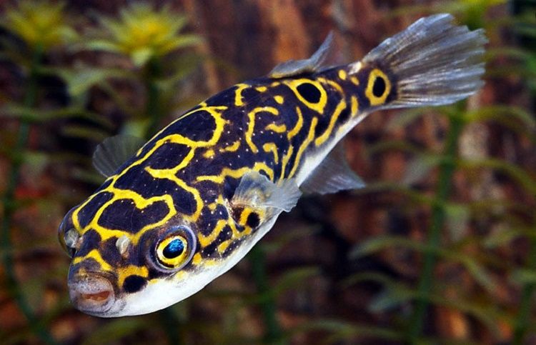 Blue Reef Aquarium - Hastings