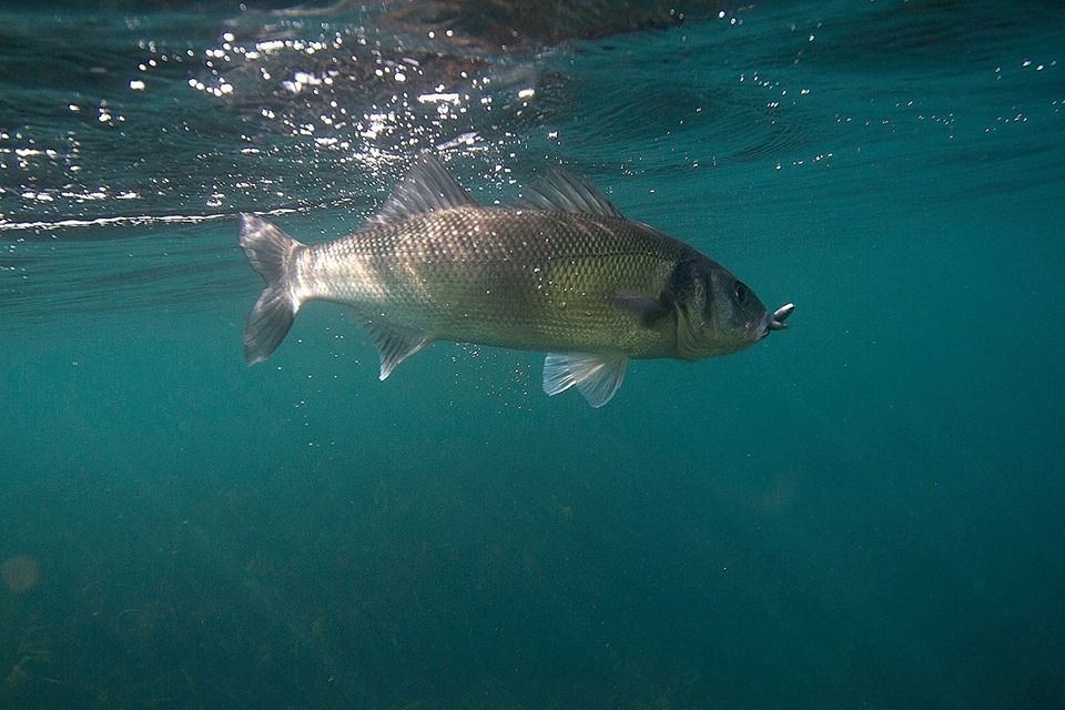 Welsh Bass Guide