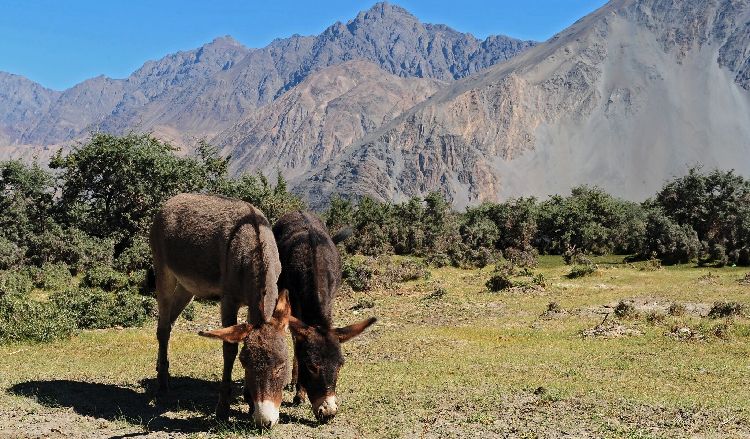 Donkey iStock