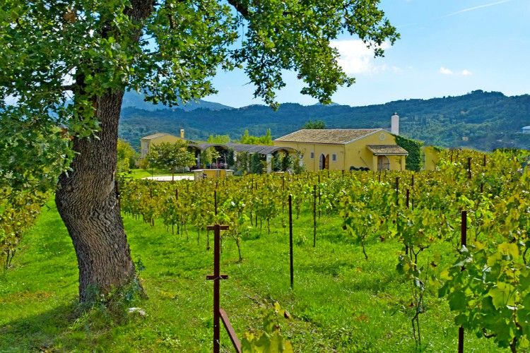 Ambelonas - Corfu foodie