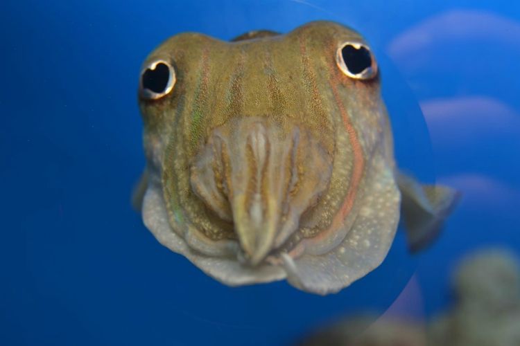 Corfu Aqaurium