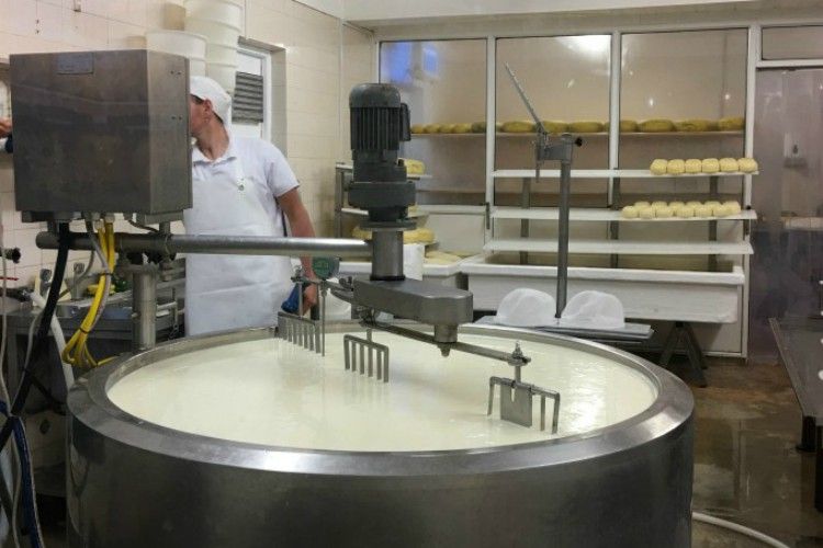 Golden Burren cheese making | Ireland