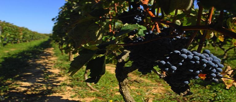Vineyard,Croatia