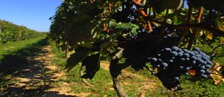 Vineyard,Croatia