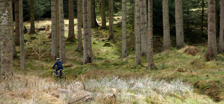 kielder forest days out in northumberland