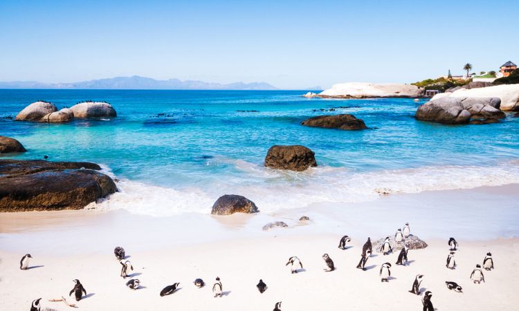 Penguins in Cape Town