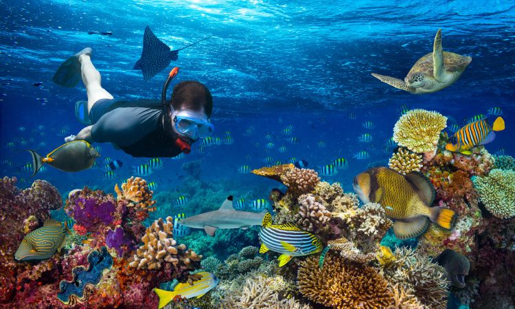 Snorkeling