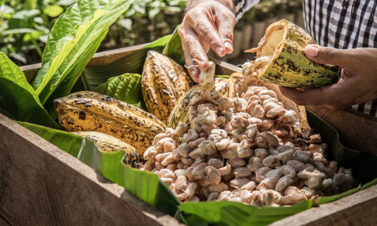 Cocoa plantation