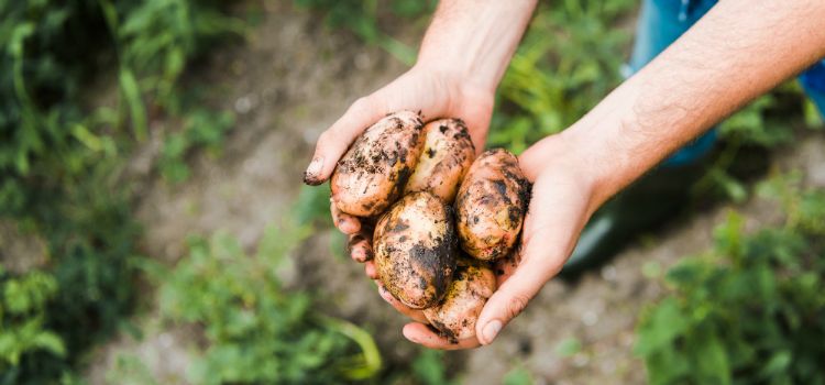 Eat local produce