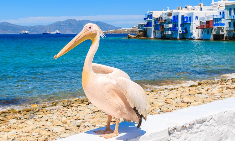 Pelican in Mykonos - Mykonos Travel Guide