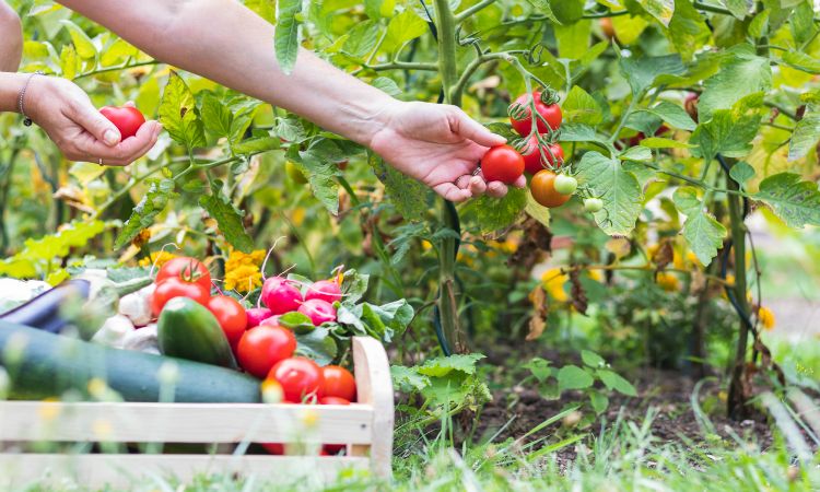 veg garden