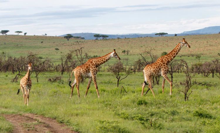 Giraffes in the hills of Nambiti Game Reserve in South Africa