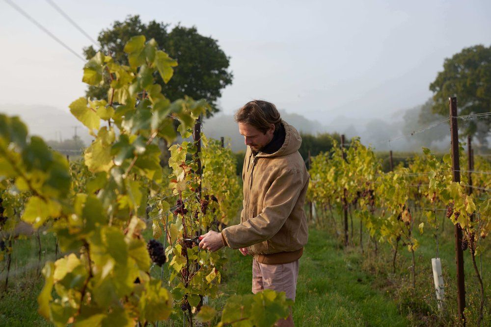 Kinsbrook Vineyard
