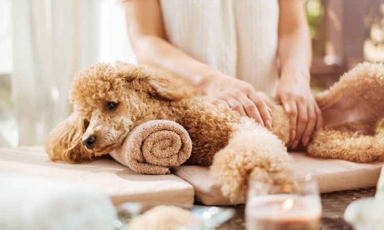 'Best In Show' Grooming Experience