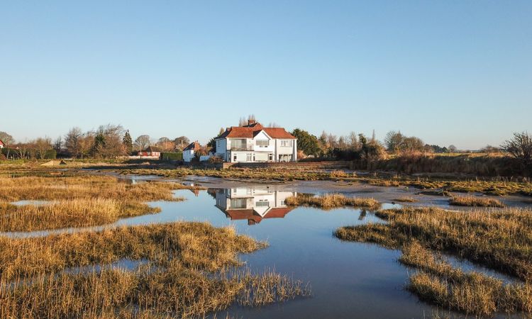 Snow Goose, Sussex