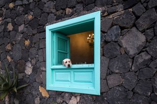Pet friendly holidays headerPet friendly holidays header