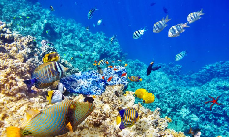 Snorkelling