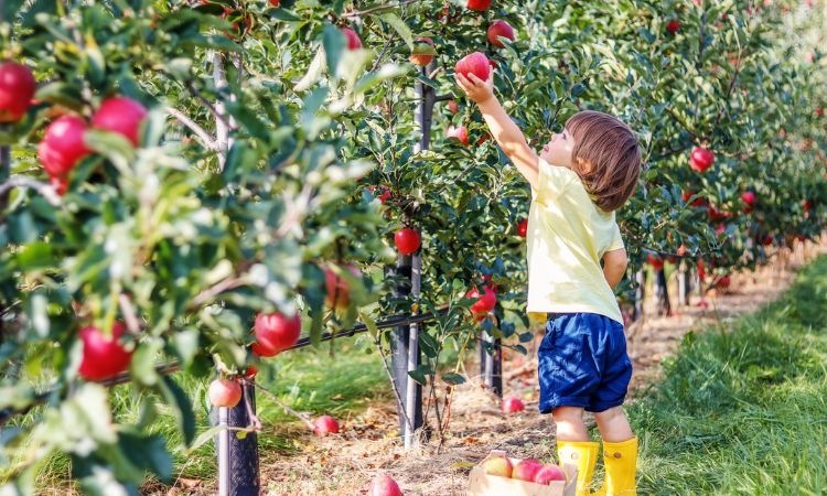 Fruit picking