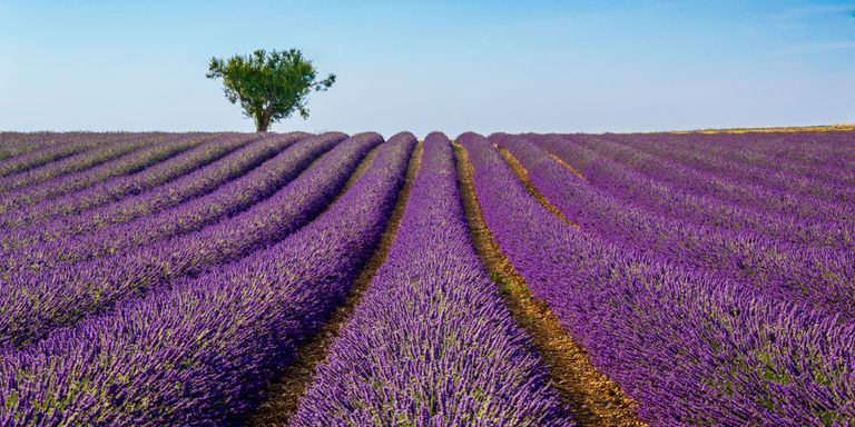 Provence