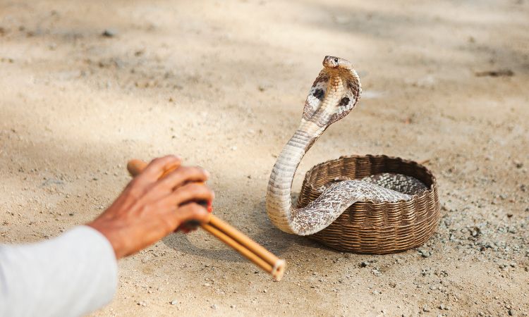 Snake charmer