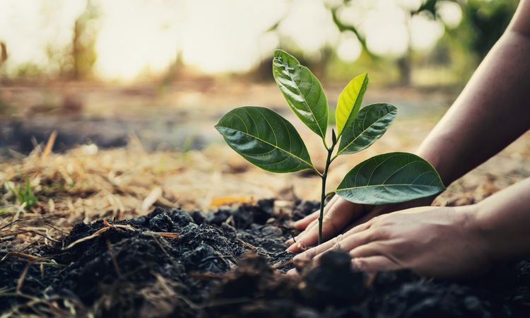 Tree planting