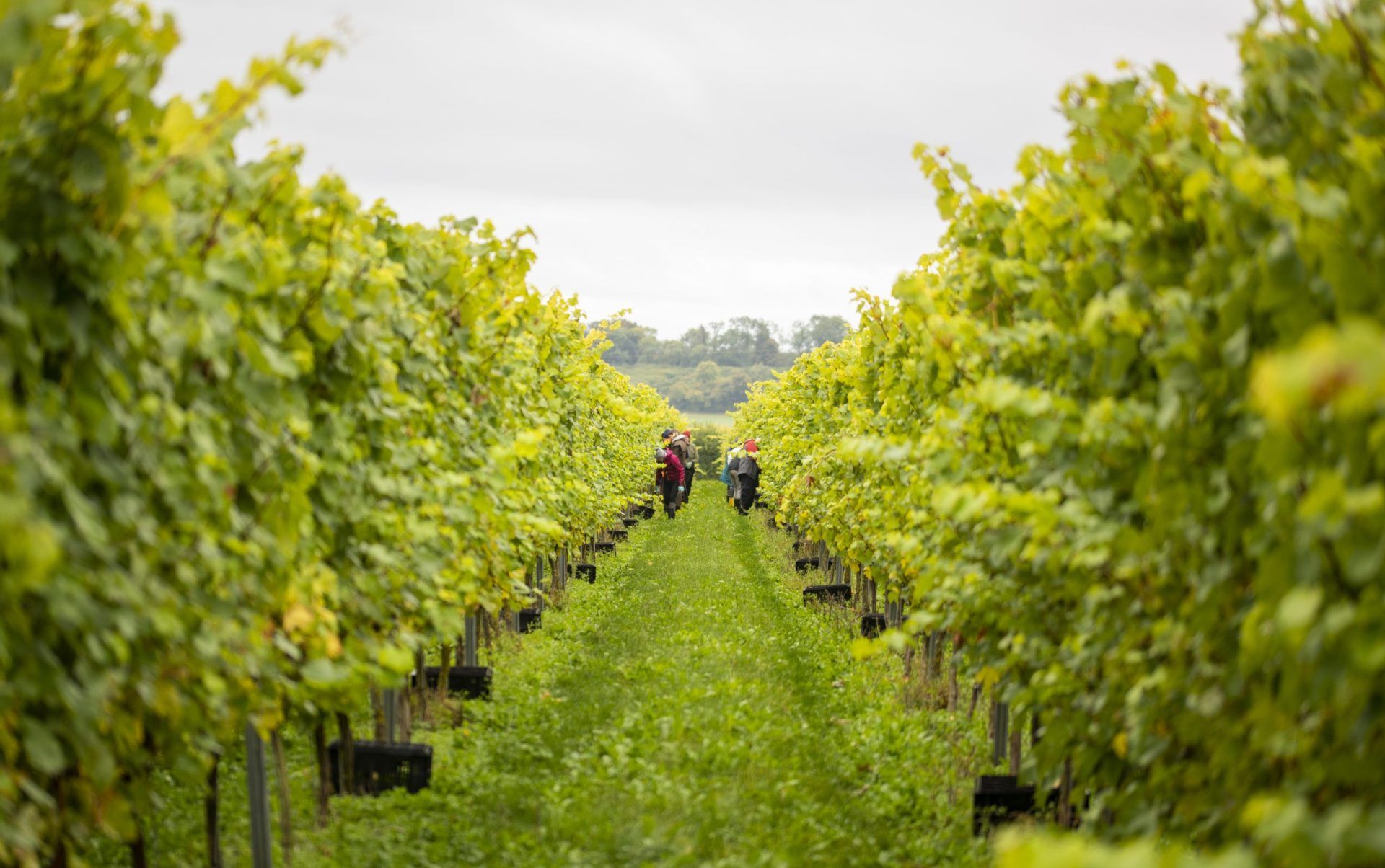 Langham Wine Estate