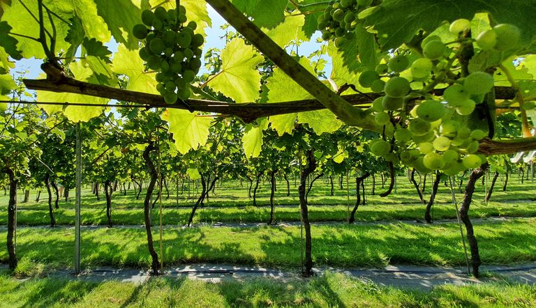 Best Vineyards in England