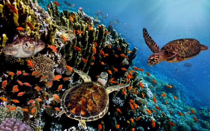 Colorful coral reef with many fish and turtles