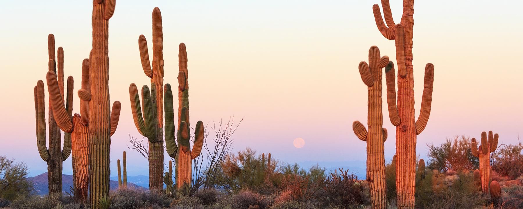 Cacti in the dessert