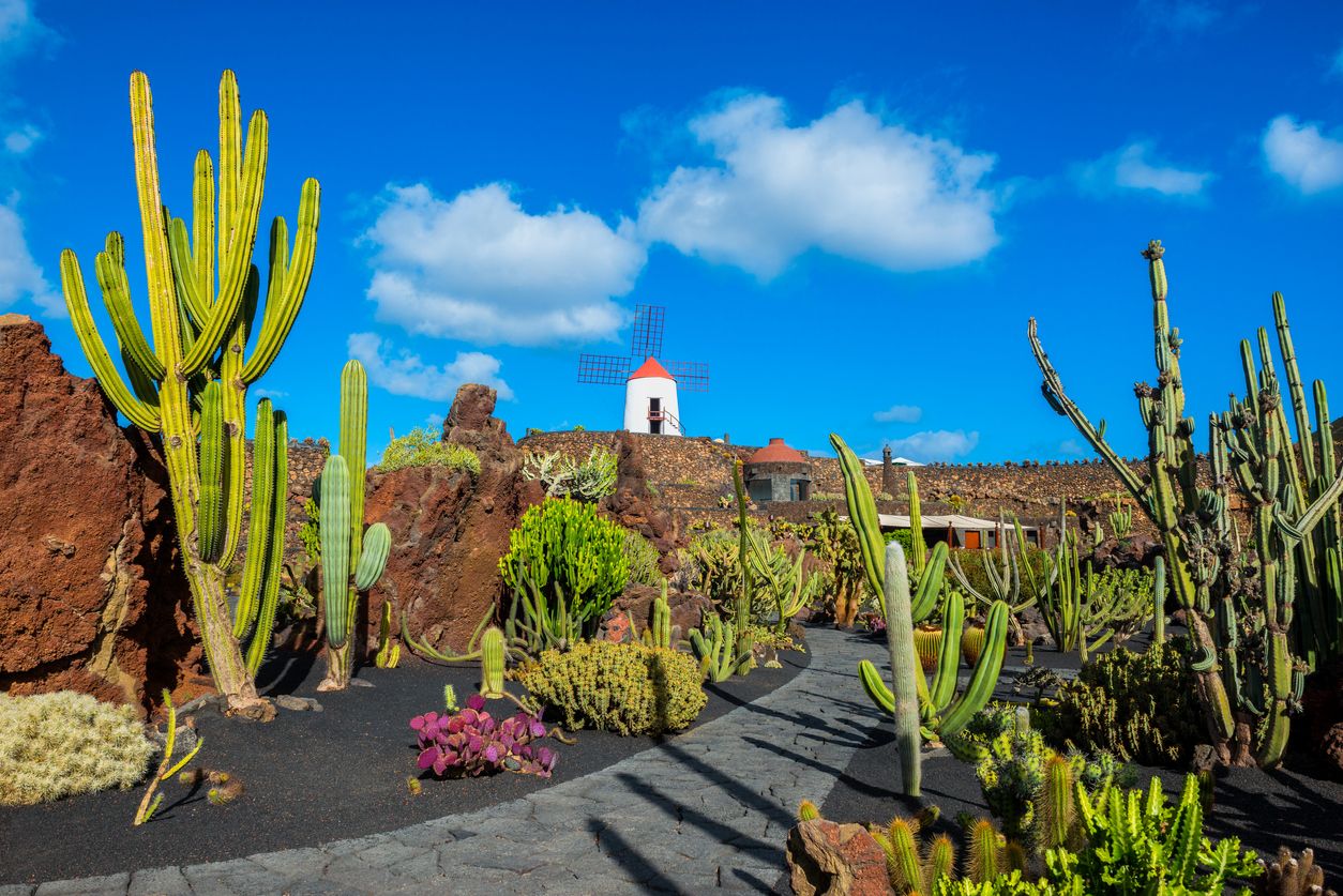 Cacti and garden path in Lanzarote